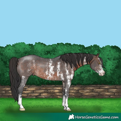 Horse Color:Brown Sabino Rabicano 