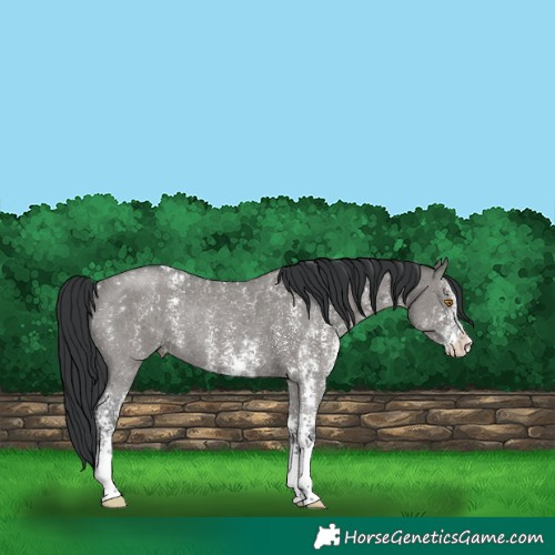 Horse Color:Grullo Sabino Rabicano 
