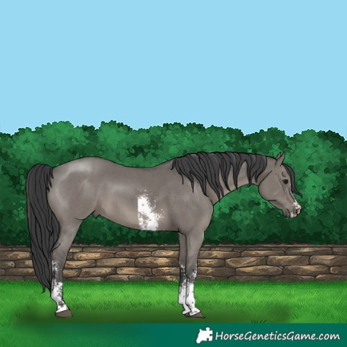 Horse Color:Grullo Sabino 