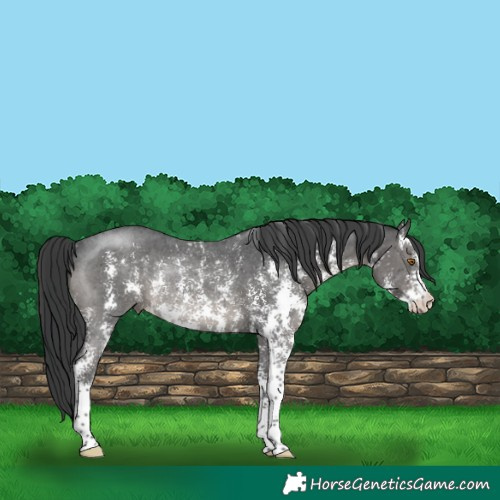 Horse Color:Black Sabino Rabicano 