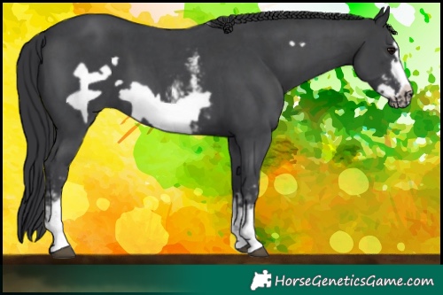 Horse Color:Black Sabino Frame 