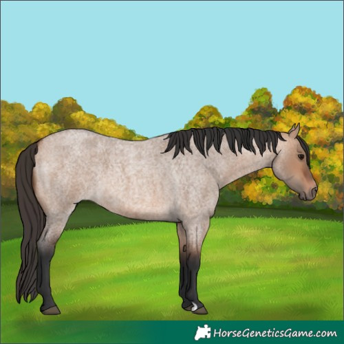 Horse Color:Bay Roan Dun 