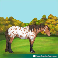 Horse Color:Bay Appaloosa