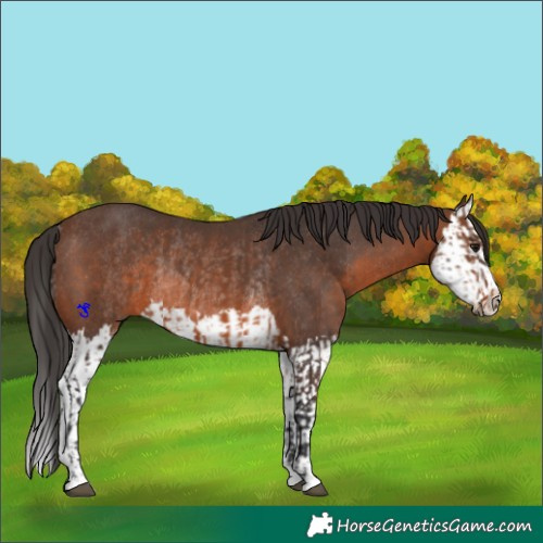 Horse Color:Brown Rabicano and Brown Splash Rabicano