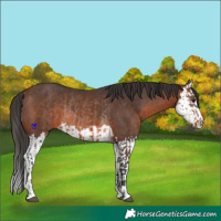 Horse Color:Brown Rabicano  and Brown Splash Rabicano 