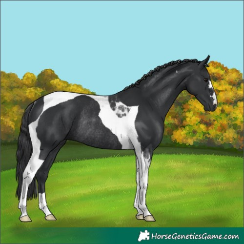 Horse Color:Black Tobiano Rabicano 
