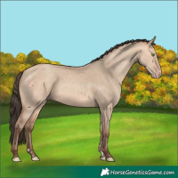 Horse Color:Amber Champagne Dun