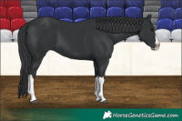 Horse Color:Black Splash 
