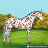 Horse Color:Bay Near Leopard