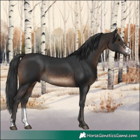 Horse Color:Brown Sabino