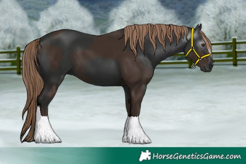 Horse Color:Liver Chestnut  and Gray Liver Chestnut 