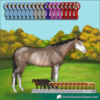 Horse Color:Brown Dun Sabino Rabicano