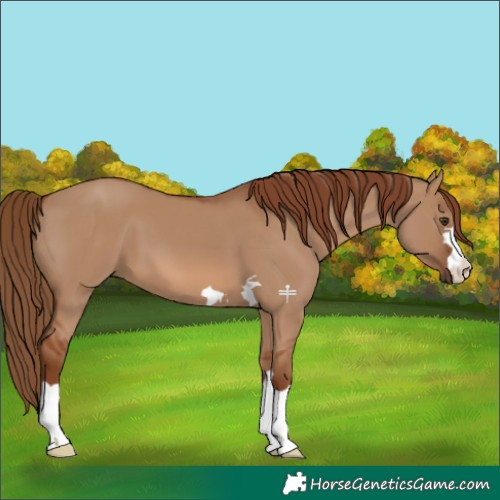 Horse Color:Red Dun 
