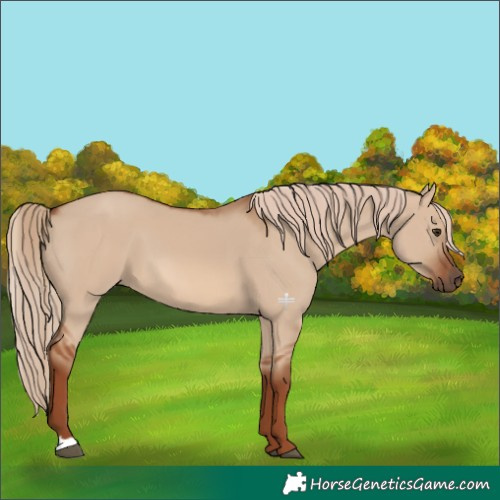 Horse Color:Red Dun 
