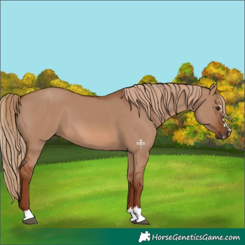 Horse Color:Red Dun 