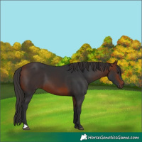Horse Color:Bay 