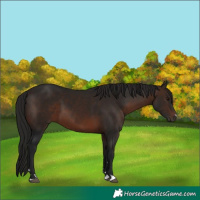 Horse Color:Bay 