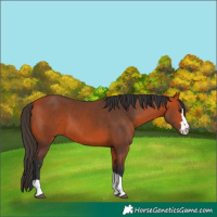 Horse Color:Bay 