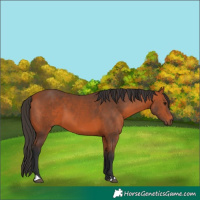 Horse Color:Bay 