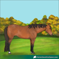 Horse Color:Bay 