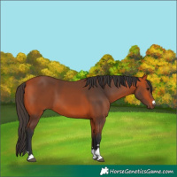 Horse Color:Bay 