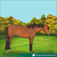 Horse Color:Bay 