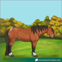 Horse Color:Bay Tobiano Rabicano 