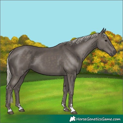 Horse Color:Silver Black 