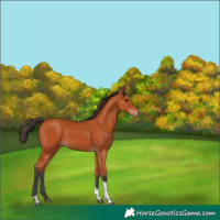 Horse Color:Bay Tobiano Rabicano 