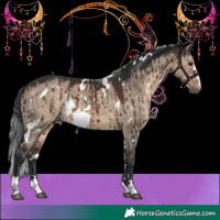 Horse Color:White Spotted Brown Dun Brindle 