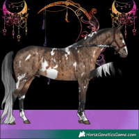 Horse Color:White Spotted Brown Dun Brindle