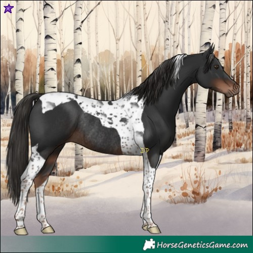 Horse Color:Liver Chestnut Tobiano Rabicano