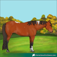 Horse Color:Bay Tobiano Rabicano 