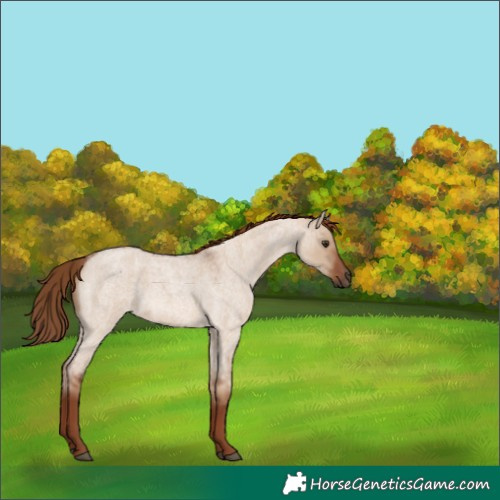 Horse Color:Red Dun Roan 