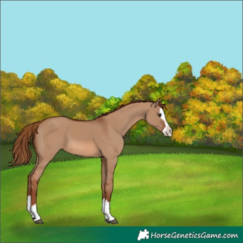 Horse Color:Red Dun Splash 
