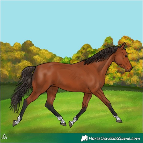 Horse Color:Bay Tobiano Rabicano 