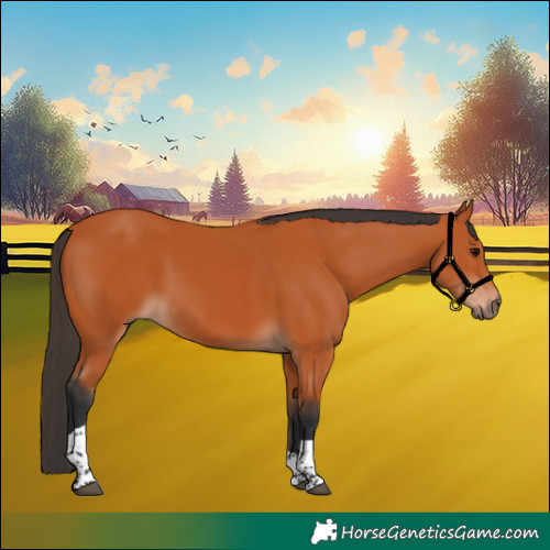 Horse Color:Bay Tobiano Rabicano
