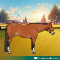 Horse Color:Bay Tobiano Rabicano 