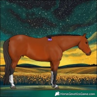 Horse Color:Bay Tobiano Rabicano 
