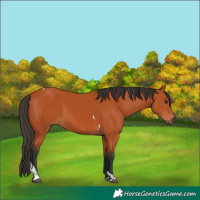 Horse Color:Bay Tobiano Rabicano 