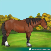 Horse Color:Bay Tobiano Rabicano 
