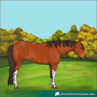 Horse Color:Bay Tobiano Rabicano