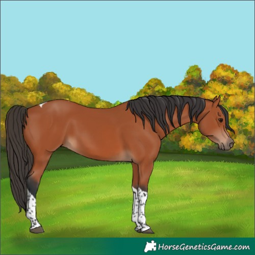 Horse Color:Bay Tobiano Rabicano
