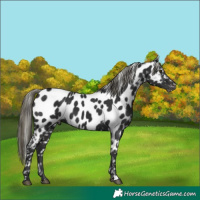 Horse Color:Liver Chestnut Mushroom Appaloosa 