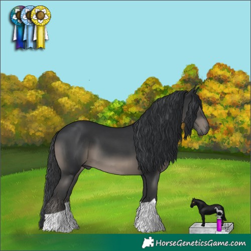 Horse Color:Black 