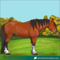 Horse Color:Bay Tobiano Rabicano 