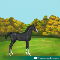 Horse Color:Black  and Black 