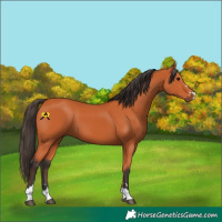 Horse Color:Bay 