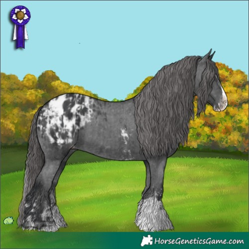 Horse Color:Black Sabino Splash Appaloosa  and Black Sabino Splash Appaloosa 
