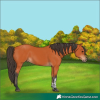 Horse Color:Bay Tobiano Rabicano 